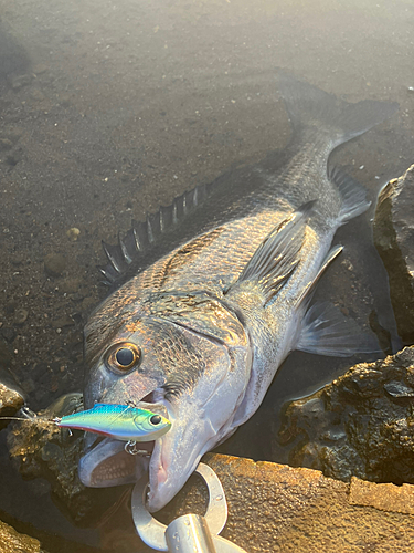 チヌの釣果