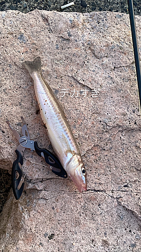 キスの釣果