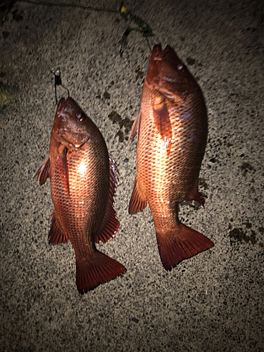 ゴマフエダイの釣果