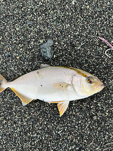 ショゴの釣果