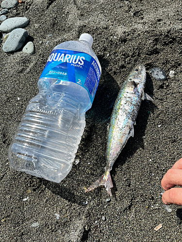 ムロアジの釣果