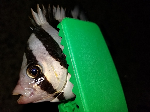 サンバソウの釣果