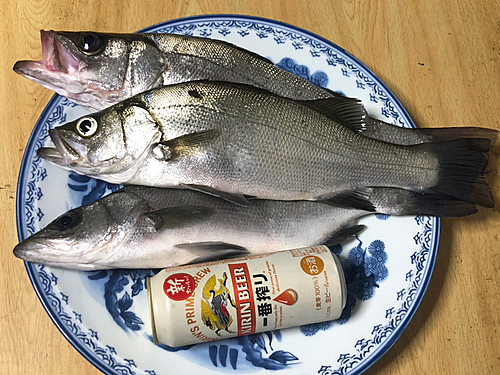 フッコ（ヒラスズキ）の釣果