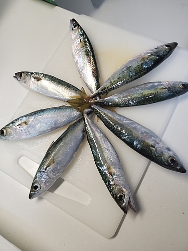 サバの釣果