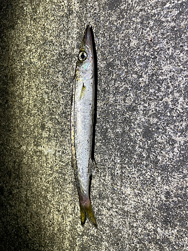 カマスの釣果