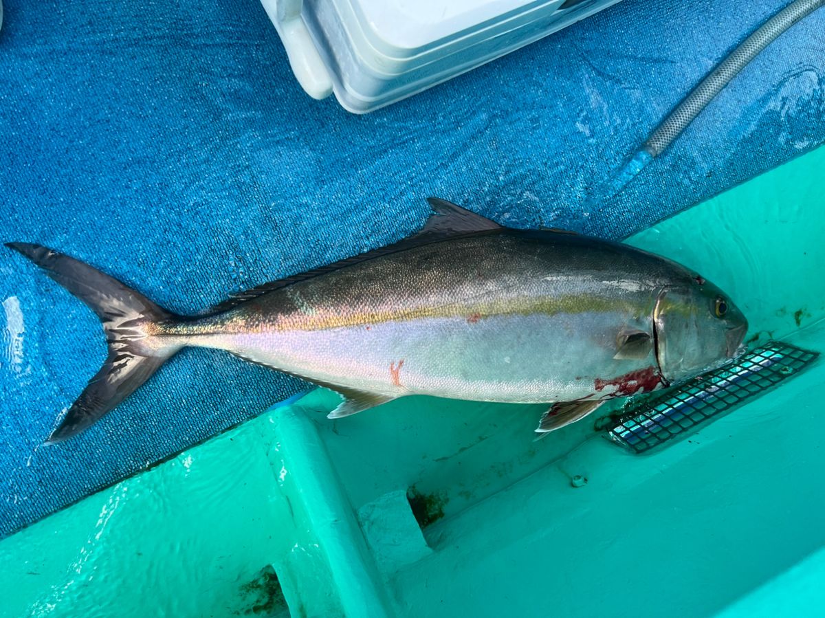 美容師アングラーさんの釣果 2枚目の画像