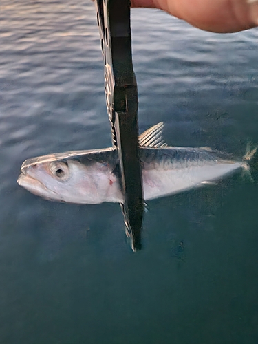 サバの釣果