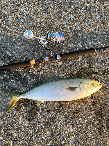 イナダの釣果