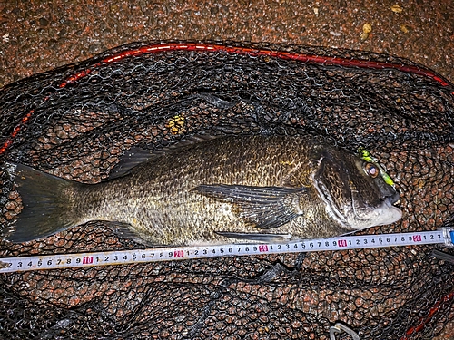 クロダイの釣果