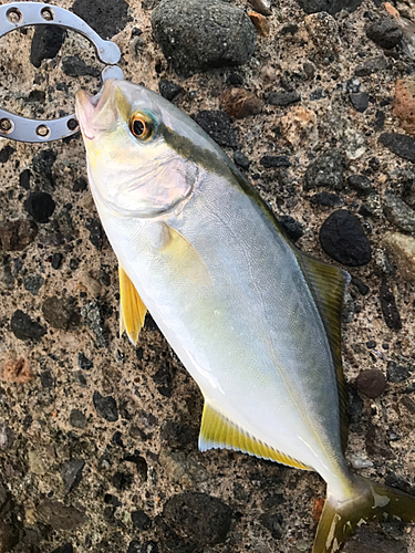 シオの釣果