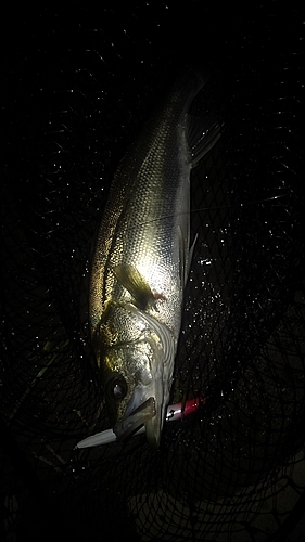 フッコ（マルスズキ）の釣果