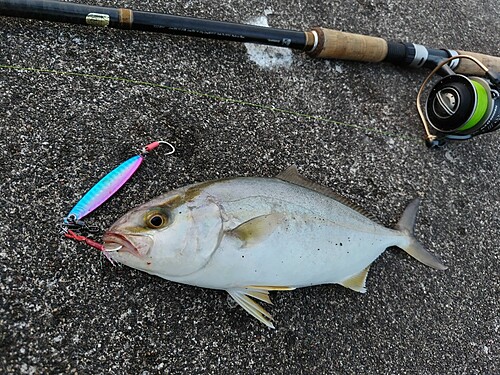 ショゴの釣果