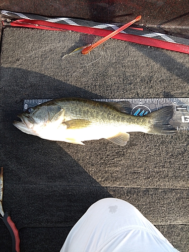 ブラックバスの釣果