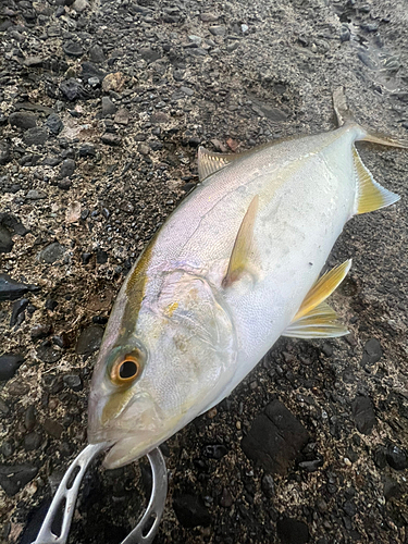 ショゴの釣果