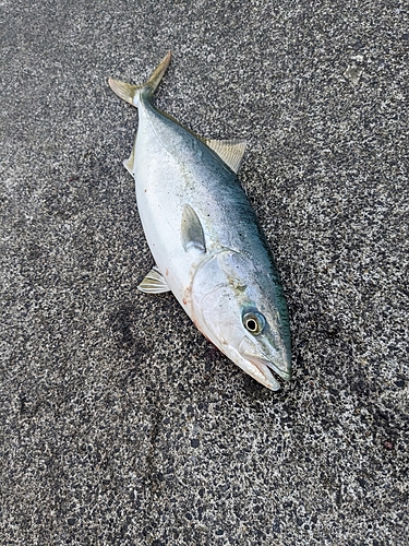 イナダの釣果