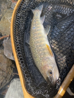 イワナの釣果