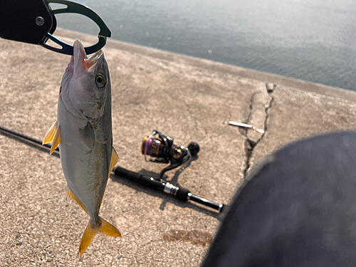 ツバスの釣果