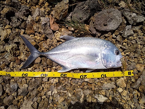 ロウニンアジの釣果