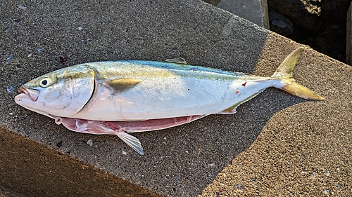 イナダの釣果