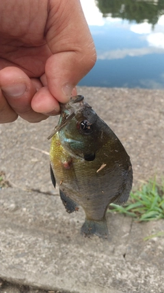 ブルーギルの釣果