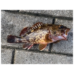ガシラの釣果