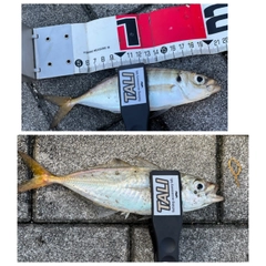 アジの釣果