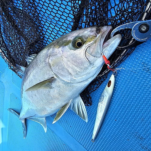 カンパチの釣果