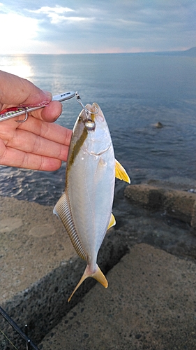 ショゴの釣果