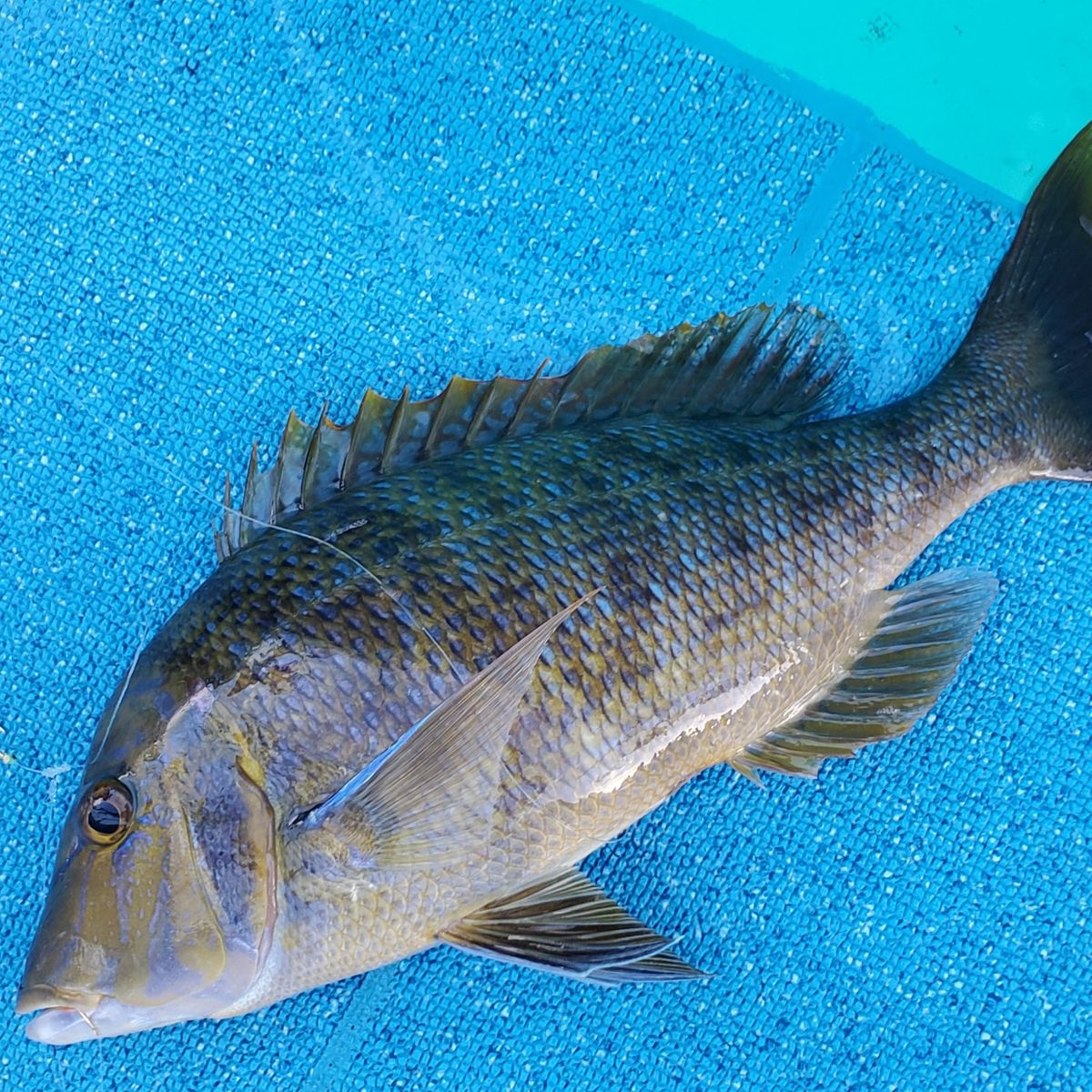 岡釣り🎣さんの釣果 2枚目の画像