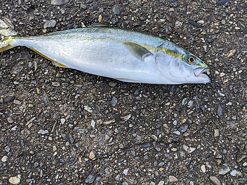 ツバスの釣果