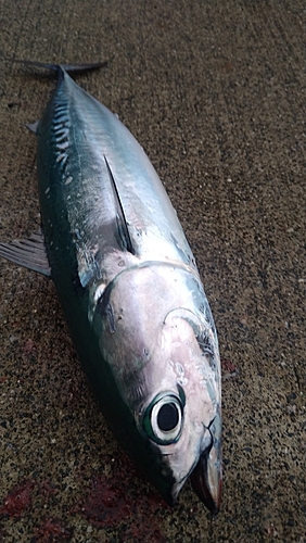 ソウダガツオの釣果