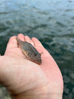 ハゼの釣果