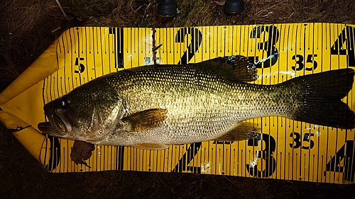 ブラックバスの釣果