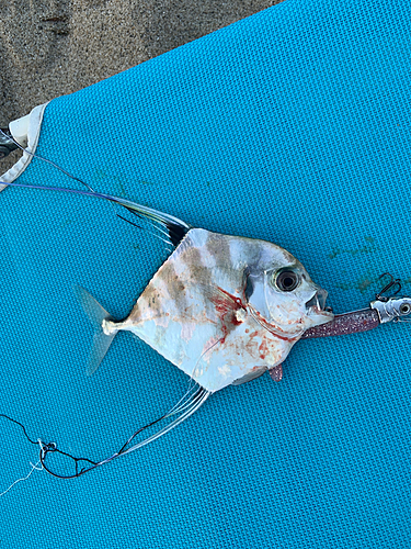 イトヒキアジの釣果