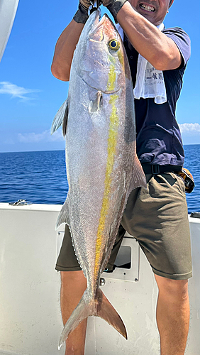 カンパチの釣果