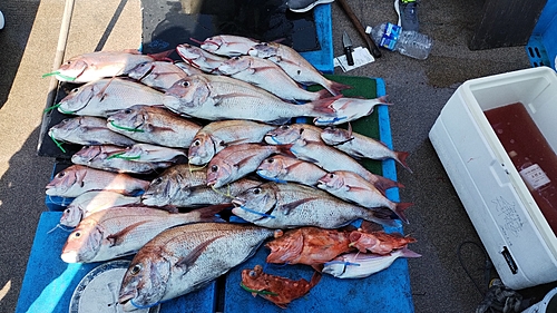 マダイの釣果