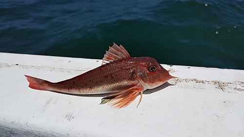 カナガシラの釣果