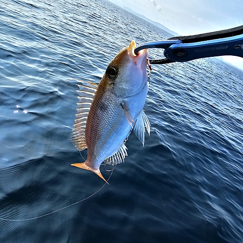 イトフエフキの釣果