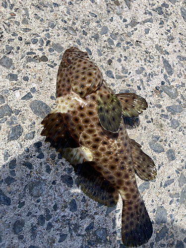 シロブチハタの釣果