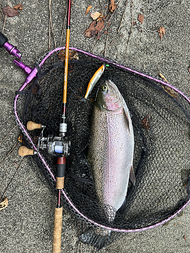 ニジマスの釣果