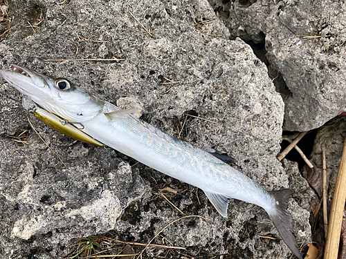 オオカマスの釣果