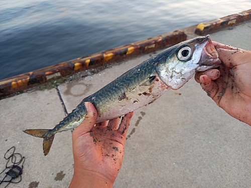 サバの釣果