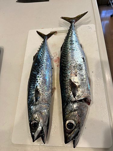 ゴマサバの釣果