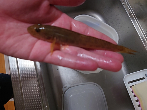 マハゼの釣果