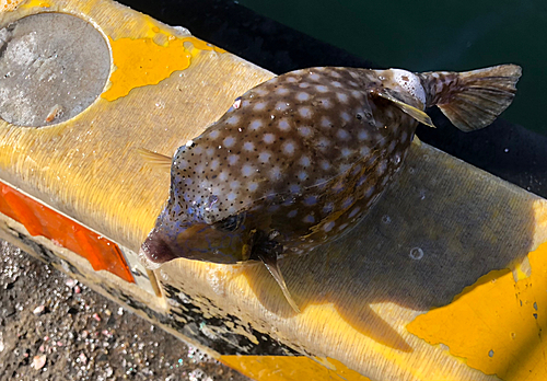 ハコフグの釣果