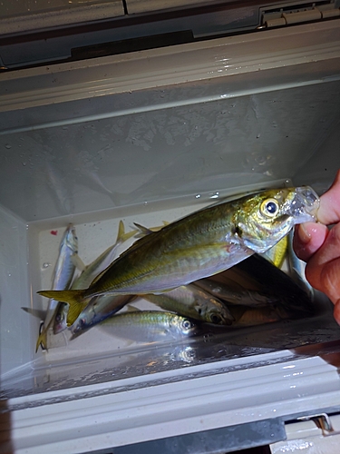 アジの釣果