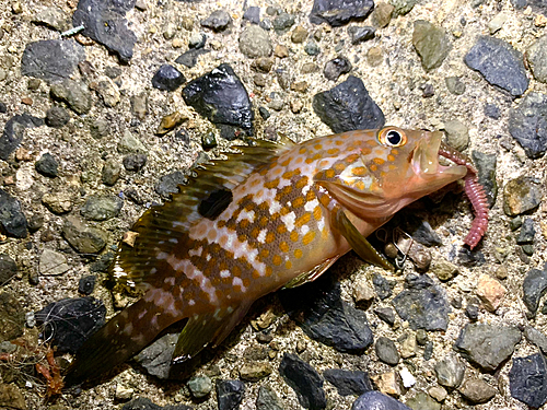 キジハタの釣果