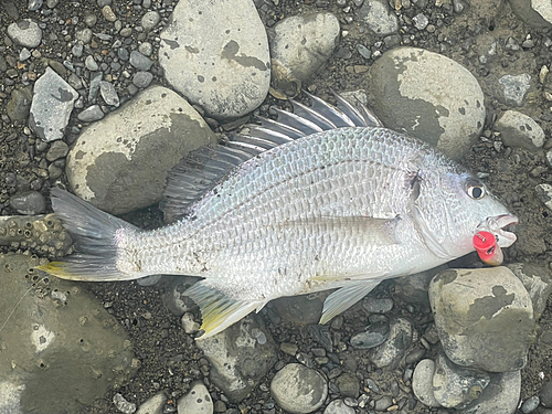 キビレの釣果