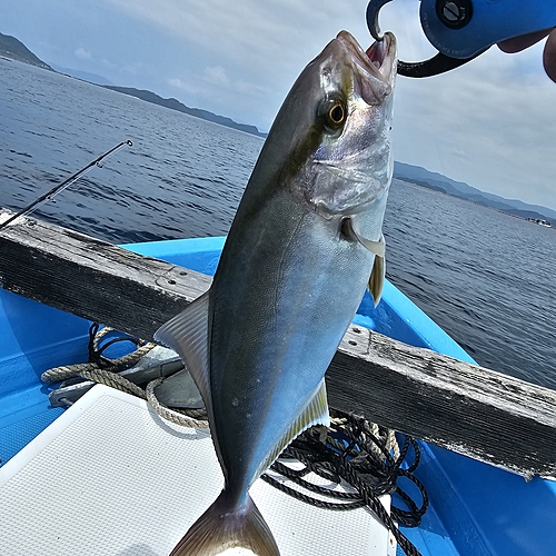 カンパチの釣果