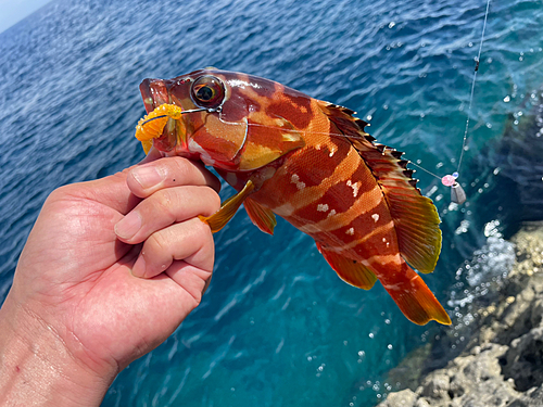 ショゴの釣果